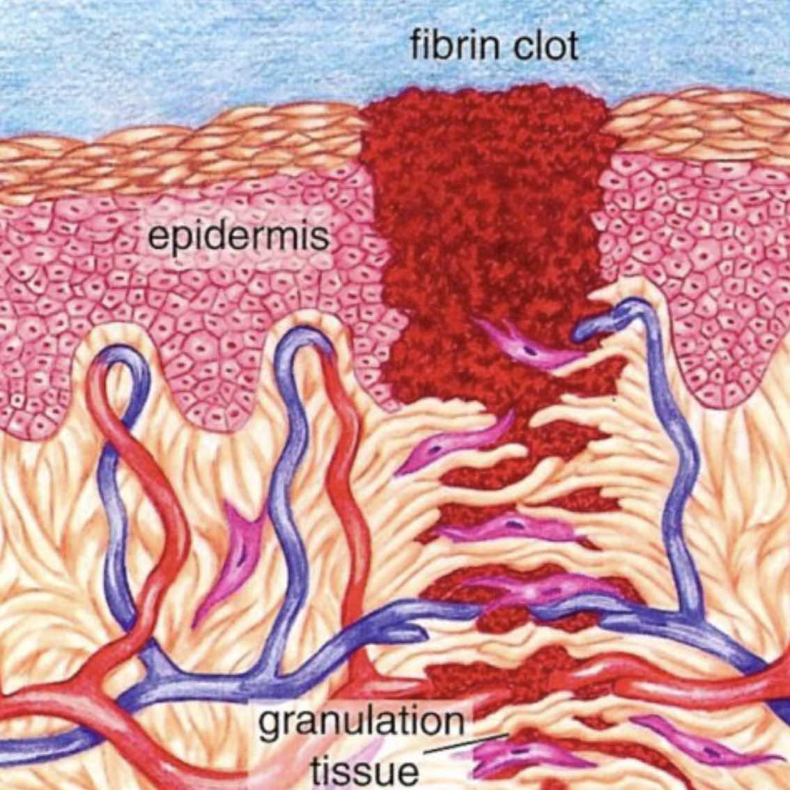 Surface Engineering: Self Healing Thin Films 3: Biomimetic Processes