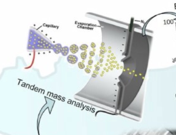 Triple Quadrupole Tandem Mass Spectrometry in Newborn Screening for Multiple Diseases
